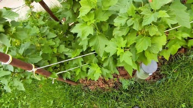 Как выросли мои томаты открытого грунта. смотреть онлайн