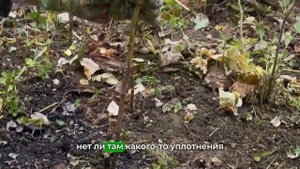 Как подготовить малину к зиме | Малина осенью | Работы ?