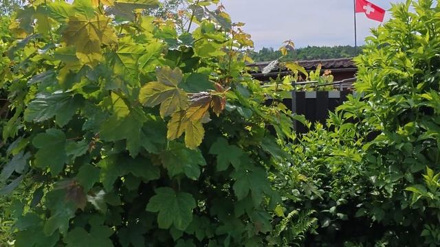 КАК УЛУЧШИТЬ ТОМАТЫ??☝️🍅🍅🍅💯🔥КРАПИВНАЯ ПОДКОРМК смотреть онлайн