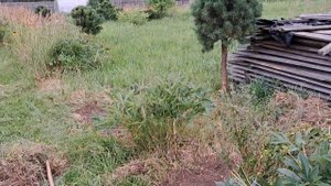 04.08.25 Посадка ивы пурпурная нана собственными черенка?