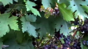 Сорт винограда "Эталон" - сезон 2018