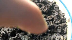 Яблоня Дичка