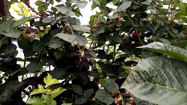 Ежевика сорт блек джем неотапливаемая теплица.