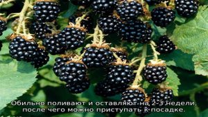 Ежевика Агавам