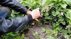 Кивсяк Ест Ягоду | Как Подвязать Клубнику?