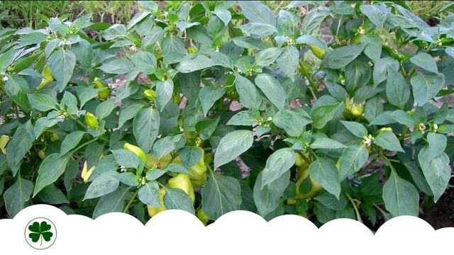 Чем обработать рассаду перцев от тли? | toNature.Info смотреть онлайн