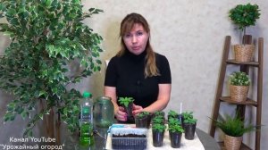 ПЕРВАЯ ВАЖНАЯ ПОДКОРМКА ПЕТУНИИ / СОВЕТ ОТ ТАТЬЯНЫ ЩЕД