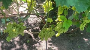 Виноград Цимус , Ириска , Квазар , Красава