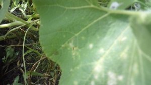 Полив кабачка "Цукеша" и тыквы "Богатырская Сила"