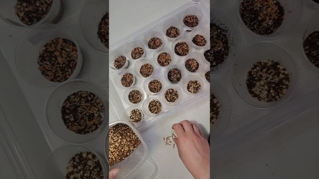 Посадка более 110 семян! смотреть онлайн