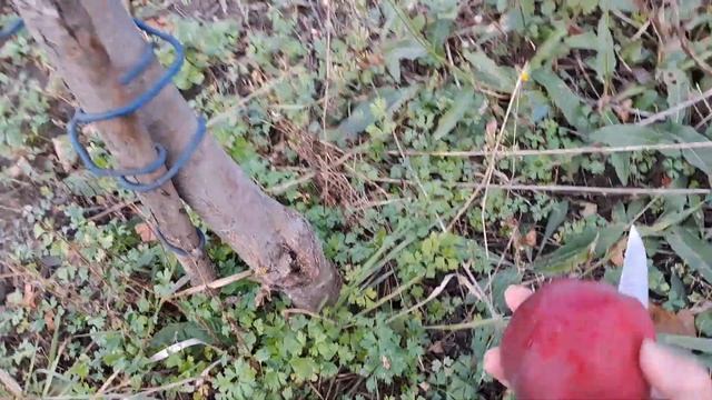 Яблоня ДЖЕРОМИН ( ожидания и реальность) 2023 г. смотреть онлайн