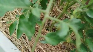 3 часть, открытый грунт, 🍅томаты, перцы. 🫑дожди -холод