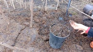 Правильная Посадка Корней Павловнии :-) Продажа корешк