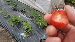 Клубника сорт Маджестик 7 мая 2024г. Отличный рем.