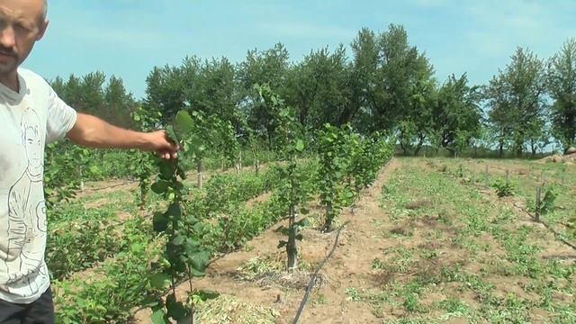 Фундук Cud z Bollwiller в июне 2018 г смотреть онлайн