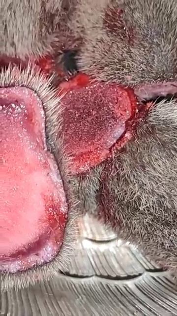 Панты Алтайского марала—как выглядят и зачем их используют. #ПантыАлтайскогоМарала смотреть онлайн