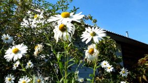 Леукантемелла Leucanthemella serotina