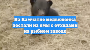 На Камчатке медвежонка достали из ямы с отходами на рыбном заводе