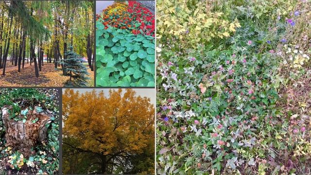 Роза и чертополох;) смотреть онлайн