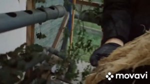 Помидоры черри корневая система на гидропонике Nft #кор