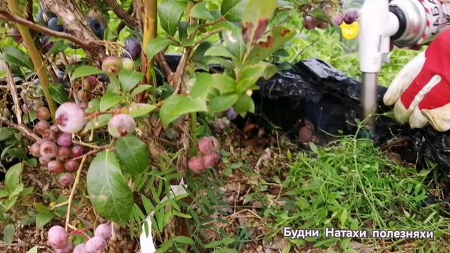 Опять Осы. Спасаем голубику!
