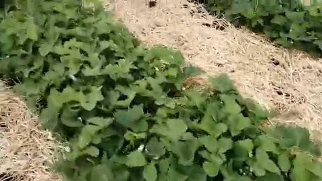 Субботино 7 смотреть онлайн