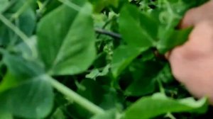 👩🏻🌾🌱КАК ЛЕГКО И ПРОСТО ПОДВЯЗАТЬ ГОРОХ НА ГРЯДК?