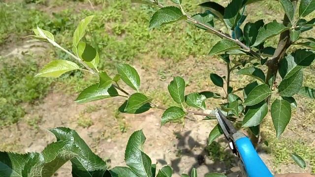 Лятна резитба на ябълка Флорина, 1-ва година смотреть онлайн