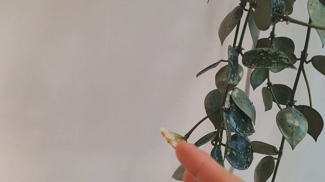 Хойя Лакуноза Эскимо Сильвер / Hoya lacunosa eskimo silver смотреть онлайн