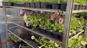 Однолетние цветы и овощная рассада в Егорьевском пито