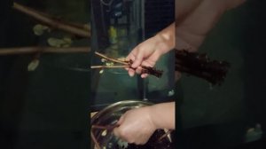 Виноград технический Курчанский ТАН42, укоренение.