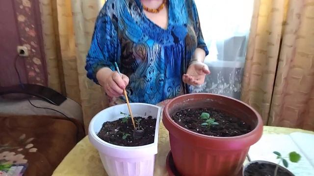 ОГОРОД НА ПОДОКОННИКЕ: ОГУРЦЫ, ТОМАТЫ, ПЕРЕЦ! смотреть онлайн