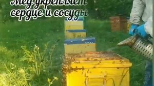 Полезные свойства мёда