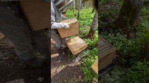 Роение среднерусской пчелы. Наши методы борьбы. #api #пч?