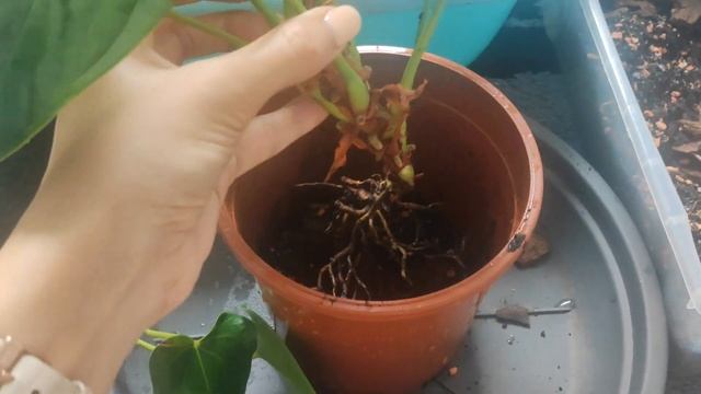 Что делать если у Антуриума сгнили корни? смотреть онлайн