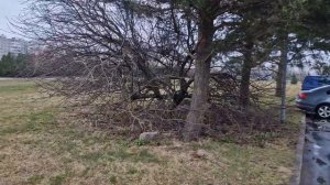 Красивое дерево. Ниваки из яблони. Первичное формиров?