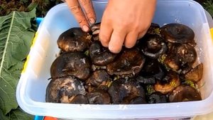 ГРИБЫ РЫЖИКИ И ГРУЗДИ ВИДЫ