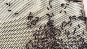 Новые евро рамки для ульев: Удобство и Качество в пчел?