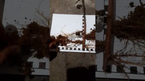 Демонстрация корневой системы клонового подвоя 54-118.