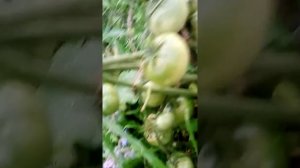 томат ВЗРЫВ открытый грунт