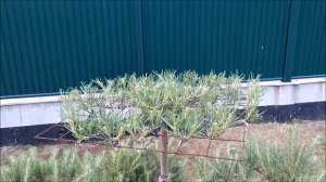 Макушка сосны ниваки из сосны обыкновенной своими рук