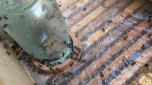 Воровство на пасеке.