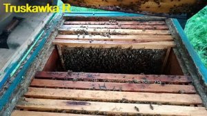 #Пчёлы. Метод отводка. 20-25 литров акации на одну семью. ?