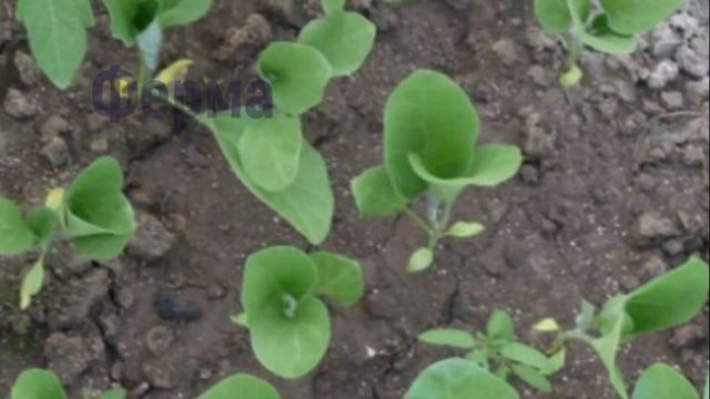 Баклажан сорта «Алмаз» смотреть онлайн