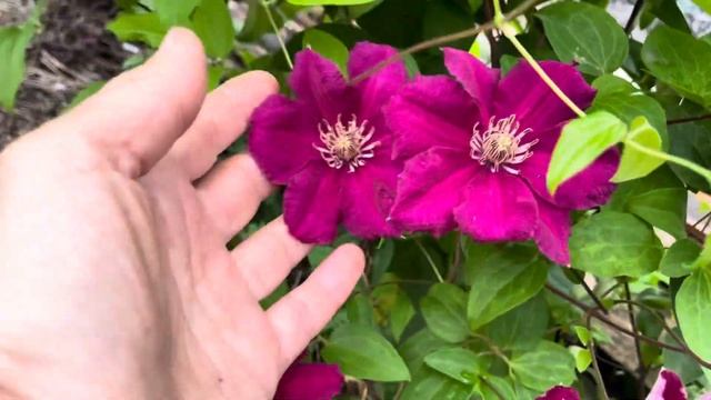 Клематис Эрнест Маркхем, август 2025 смотреть онлайн