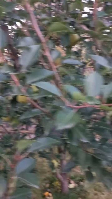 Груша сеянец Киффера смотреть онлайн