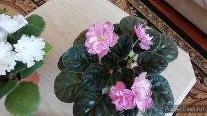 ФИАЛКИ, март 2021/Детки цветут!Зацвели новинка и фиалка ?