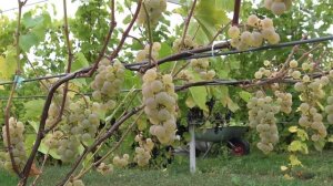 Виноград Луиза Свенсон ES 4-8-33