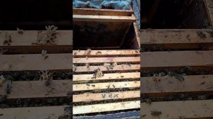 Пчела Карниола и Кордован 8 мая 2025 г.