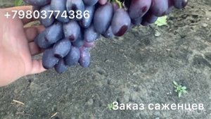 Виноград Днепровский сувенир , Находка Калугина , Ремб